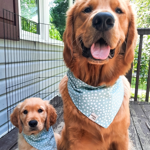 Meet your Posher, Brittany - Picture 3 of 3